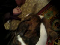 Dog anal sex with amateur kinky slut